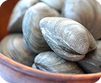Shells